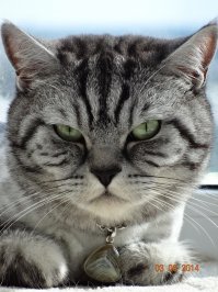 10 интересных фактов о кошках