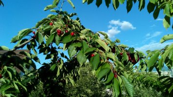 Это мы собрали с одного дерева. п.Андреевка, Солнечногорский район.
