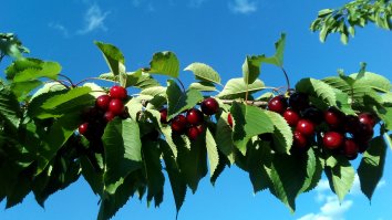 Это мы собрали с одного дерева. п.Андреевка, Солнечногорский район.