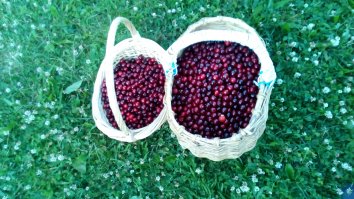 Это мы собрали с одного дерева. п.Андреевка, Солнечногорский район.