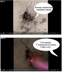 Из раздавленного сверчка вылезла неизвестная тварь