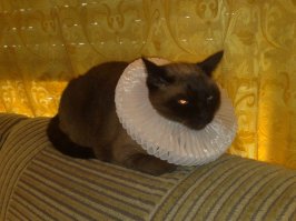 кто поспорит что это не граф!