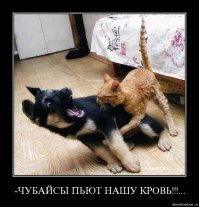 Мдя бред какой то у аффтора паранойя на кошек