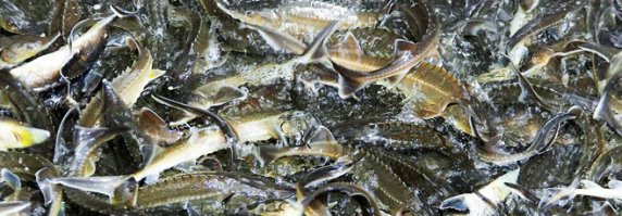 П.И.З.Д.А.Б.О.Л ХОХЛЯТСКИЙ 
Астраханский рыбокомбинат , ООО

Почтовый адрес: Россия, Астраханская область, г. Астрахань, ул. Августовская, 1
Страна: Россия
Регион: Астраханская область
Телефон: +7 (495) 564–72–60
Телефон: +7 (8512) 25–90–23
Описание
с 08-00 до 17-00 пн-пт обед с 12-00 до 13-00 OOO "Новопромысловский рыбокомбинат" (OOO НПРК) - это крупнейший полносистемный прудовый комплекс. Имеется живорыбная база, зимовальные пруды. Подъездные пути в хорошем состоянии. OOO "Новопромысловский рыбокомбинат" является крупнейшим предприятием не только в России, но и в Европе. Площадь водяного зеркала 4250 га.

Основным видом деятельности OOO "НПРК" является производство товарной рыбы, рыбопосадочного материала и реализация рыбы юридическим лицам и населению, в т.ч. автотранспортом предприятия.