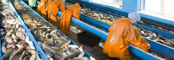 П.И.З.Д.А.Б.О.Л ХОХЛЯТСКИЙ 
Астраханский рыбокомбинат , ООО

Почтовый адрес: Россия, Астраханская область, г. Астрахань, ул. Августовская, 1
Страна: Россия
Регион: Астраханская область
Телефон: +7 (495) 564–72–60
Телефон: +7 (8512) 25–90–23
Описание
с 08-00 до 17-00 пн-пт обед с 12-00 до 13-00 OOO "Новопромысловский рыбокомбинат" (OOO НПРК) - это крупнейший полносистемный прудовый комплекс. Имеется живорыбная база, зимовальные пруды. Подъездные пути в хорошем состоянии. OOO "Новопромысловский рыбокомбинат" является крупнейшим предприятием не только в России, но и в Европе. Площадь водяного зеркала 4250 га.

Основным видом деятельности OOO "НПРК" является производство товарной рыбы, рыбопосадочного материала и реализация рыбы юридическим лицам и населению, в т.ч. автотранспортом предприятия.