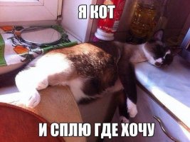 Пытаетесь дрессировать кошку? Расслабьтесь, это бесполезно!