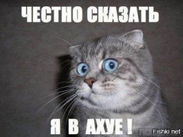 Америка, прекрати или сумасшедшие покупатели американских супермаркетов