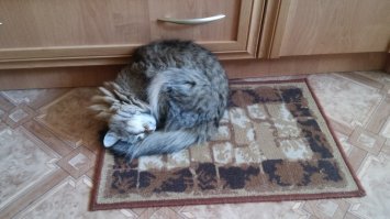 Кота забрали из приюта, и теперь он не перестает улыбаться