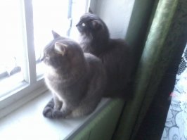 Я своих кота,кошку и собачку из приютов к себе забрал.Все они приносят только радость.:)