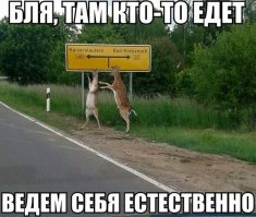 Свежая подборка автоприколов