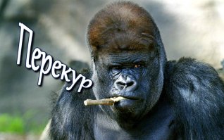 Фото хозяина в студию. Неужели