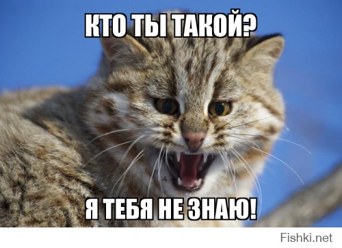 А вот тебя, Манул, в Хабаровском крае не водится...
Только Амурский лесной кот!