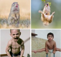 Суслики - самые умилительные создания на Земле!