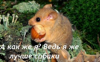 Мир природы Хабаровского края