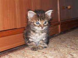 Жена вчера кота принесла. Думал кого выгнать. Теперь как назвать...