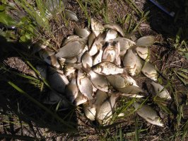 Любители рыбалки, с праздником!