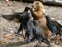 суслики пряча семена трав в норках, помогают распространяться растениям на новых площадях. улучшают проницаемость почвы для воздуха и влаги и служат основной кормовой базой для хищников и даже для травоядных. которые их тоже с удовольствием  едят, если те подворачиваются им на пути. но! для культурного земледелия они вредители.