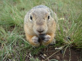 Суслики - самые умилительные создания на Земле!