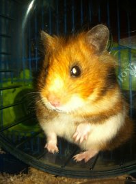 А мой Паффнутий ушел за радугу