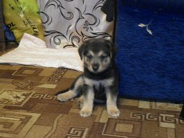 вот такого подобрал на дороге. сидел у сбитой мамы и такой спустя 4 года. сам неожидал. вылитая овчарка, только уши не стоят