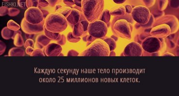 Каждую секунду в мошонке здорового мужчины рождаются 1500 сперматозоидов. Через 78 дней они готовы к выстрелу...