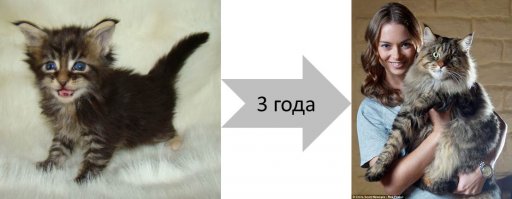 Домашние питомцы «тогда и сейчас»