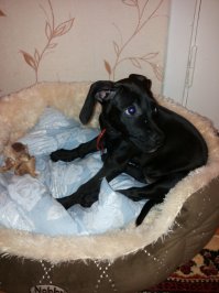 1-е фото - первый день у нас. Возраст 2 месяца.
2-е фото - через год.

За 2 года заюзала этот чудный пуфик почти до дыр, но на стирку отдает с боем. Пару раз я пробовала его выбросить и заменить на новый.... сучечка притаскивает его обратно, как из анекдота клопы диван.