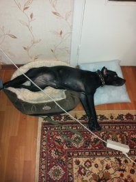 1-е фото - первый день у нас. Возраст 2 месяца.
2-е фото - через год.

За 2 года заюзала этот чудный пуфик почти до дыр, но на стирку отдает с боем. Пару раз я пробовала его выбросить и заменить на новый.... сучечка притаскивает его обратно, как из анекдота клопы диван.