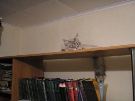а  вот  мой красавец Кузяшка