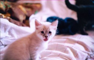 а  вот  мой красавец Кузяшка