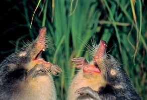 Нахухоль и Похухоль.