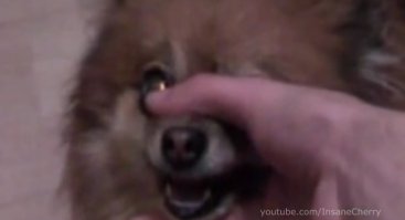 Уже пора выплатить гонорары этим двум собачкам