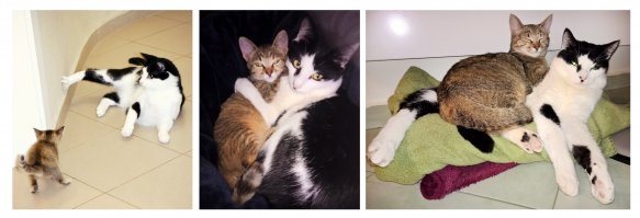 Наша наглая кошка выросла и села на шею коту :)