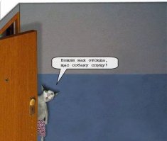 Вот очень полезные коты :)!