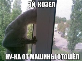 Вот очень полезные коты :)!