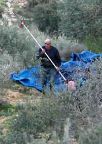 А вот так собирают оливки. Штука типа косилки-триммера, только вместо лески ролики с резиновыми пластинами. На земле растягивают брезент или типа того и этой штукой водят по веткам. А странного вида перекрученное дерево - это очень старое, древнее дерево. Деревья помоложе вполне себе стройные.