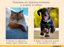 Про кошек - чистейшая правда;) 
Понимают всё. Только игнорят