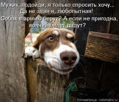 Очень любопытные собаки