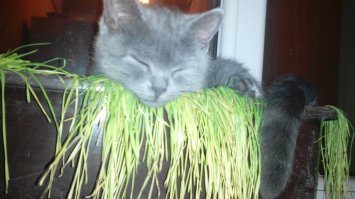 Я для своей специально пшеницу посадил, что бы от цветов отстала