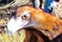 В этой головке много мозгов нету.