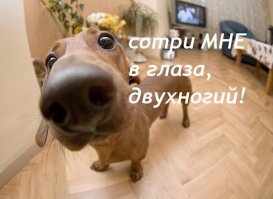 Очень любопытные собаки