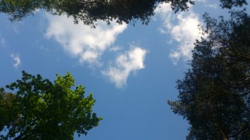 Чаще поднимайте глаза вверх