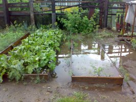 Четыре часа назад под Иркутском. Приехал полить грядки. Успел полить одну, и тут раздался гром в не очень пасмурном небе, И ТУТ С НЕБЕС ПОЛИЛОСЬ! Капало минут 10, вот результат.