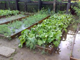 Четыре часа назад под Иркутском. Приехал полить грядки. Успел полить одну, и тут раздался гром в не очень пасмурном небе, И ТУТ С НЕБЕС ПОЛИЛОСЬ! Капало минут 10, вот результат.