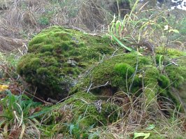 Решение о прокладке дороги к Ак-Сугскому месторождению