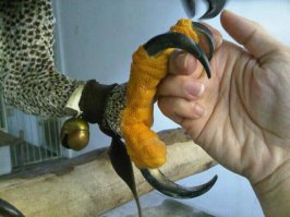 Не хилые такие когти. Больше лишь у электрика что по столбу лазает.