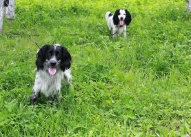наши мордахи) скорей бы осень, парням мастерство в охоте оттачивать) прошлый год показал, задатки есть)