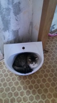 Наглая рыжая морда