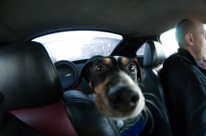 Очень любопытные собаки