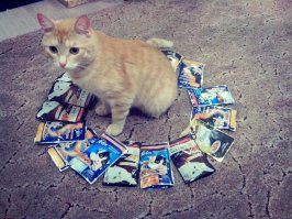 Блогеры отфотошопили "летающего кота", выбежавшего на поле регби